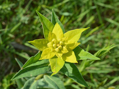 Euphorbia salicifolia