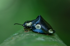 Mesomphalia turrita