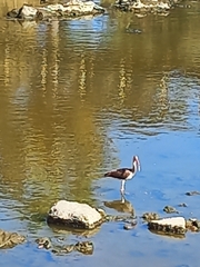 Eudocimus albus