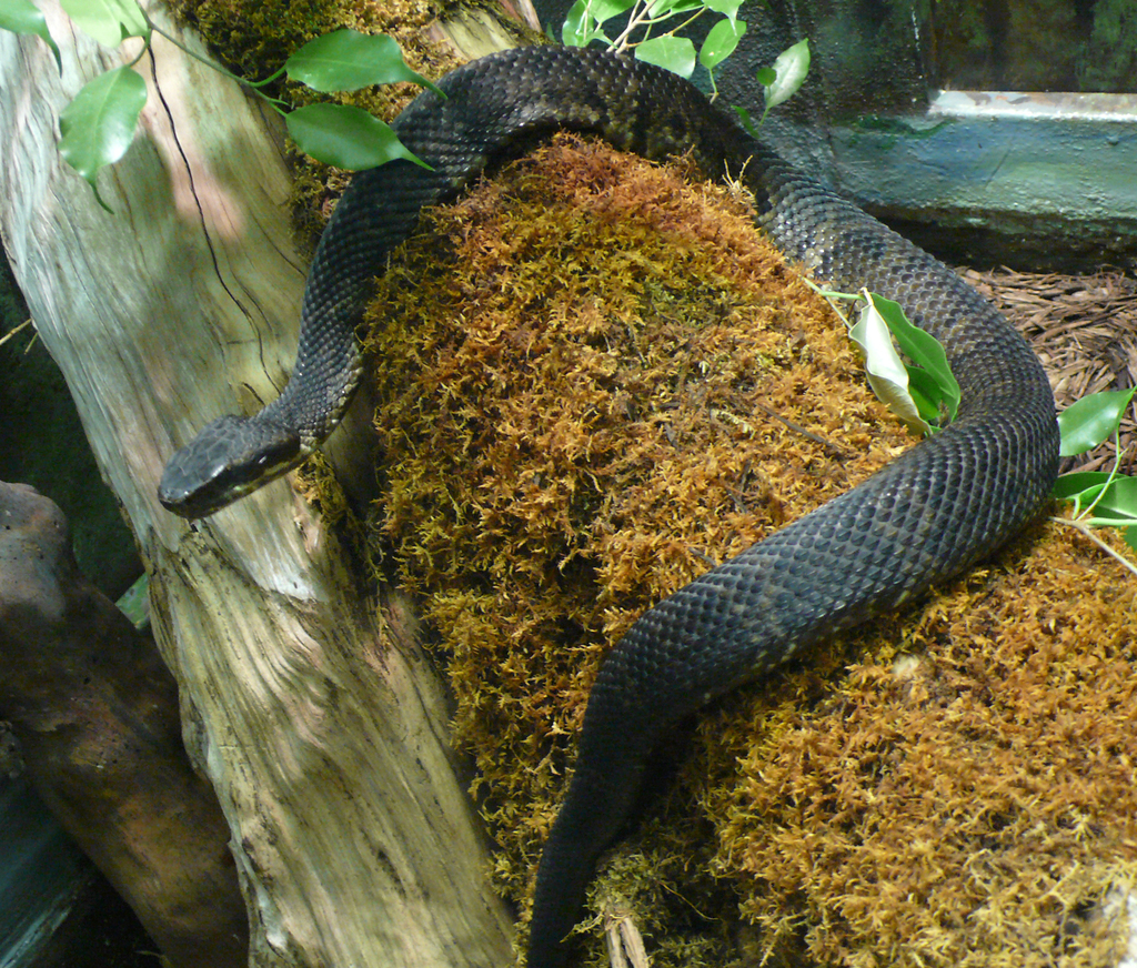 Cottonmouth (Venomous and Nonvenomous Snakes of Louisiana) · iNaturalist
