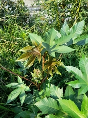 Ricinus communis
