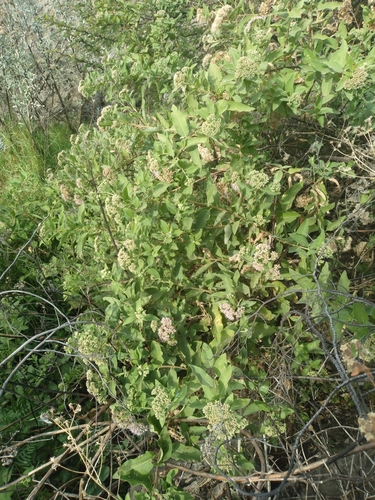 Image of Tessaria Andina (Tessaria andina) by no rights reserved
