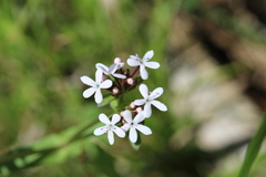 Valerianella ozarkana