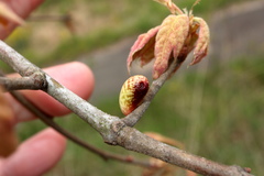 Amphibolips ellipsoidalis