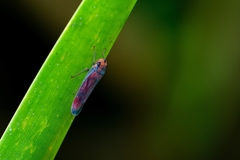 Tettisama quinquemaculata