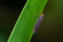 Tettisama quinquemaculata