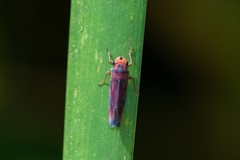 Tettisama quinquemaculata