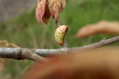 Amphibolips ellipsoidalis