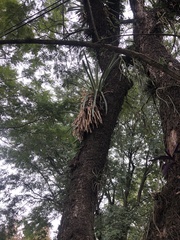 Aechmea distichantha