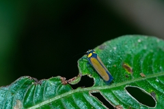 Amblyscartidia