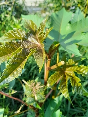 Ricinus communis
