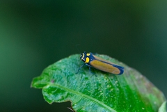 Amblyscartidia