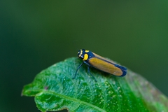 Amblyscartidia
