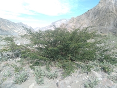 Vachellia aroma