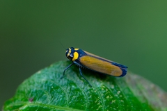 Amblyscartidia