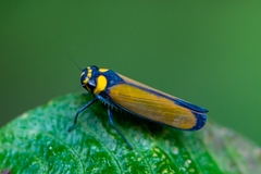 Amblyscartidia