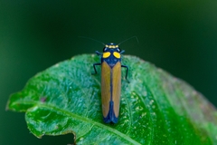 Amblyscartidia