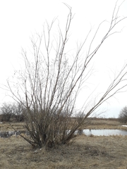 Salix