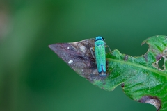 Versigonalia ruficauda