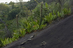 Philodendron crassinervium