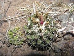 Coryphantha clavata clavata