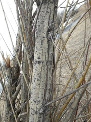 Salix
