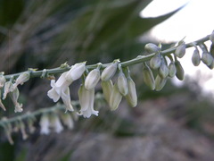 Hemiphylacus alatostylus