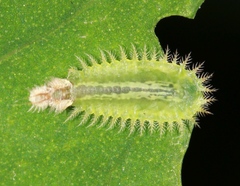 Cassida piperata