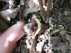 Hexastylis naniflora