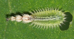 Cassida piperata