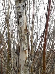 Salix