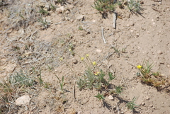 Eriogonum lachnogynum