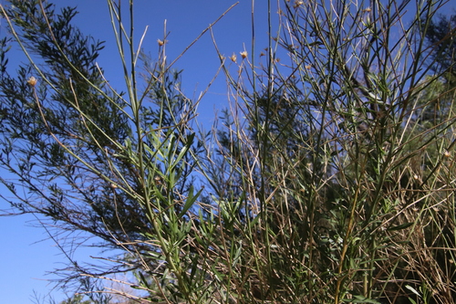Image of Baccharis sergiloides by (c) Millie Basden, some rights reserved (CC BY)
