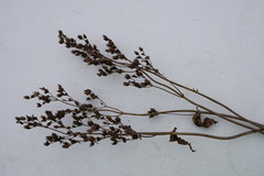 Filipendula ulmaria