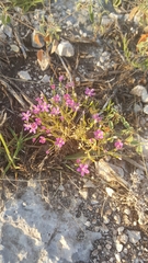 Zeltnera beyrichii