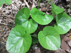 Hexastylis naniflora