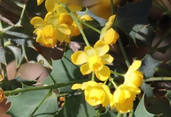 Berberis higginsiae