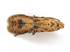 Parametriotinae