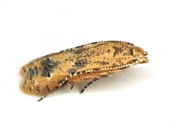 Parametriotinae