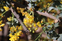 Berberis higginsiae