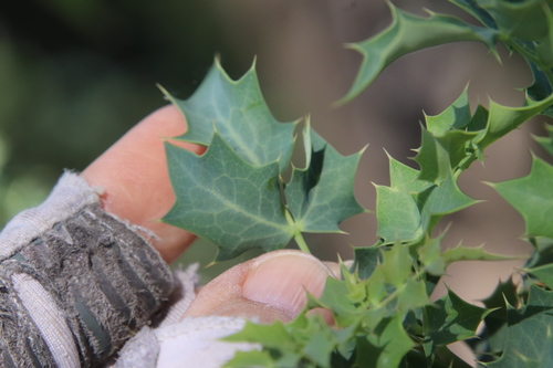 Image of Berberis higginsiae by (c) Millie Basden, some rights reserved (CC BY)