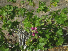 Malva assurgentiflora glabra