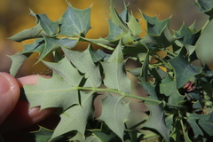 Berberis higginsiae