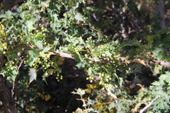 Berberis higginsiae