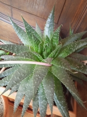 Aristaloe