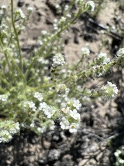 Cryptantha hispidissima
