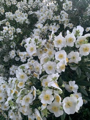Carpenteria