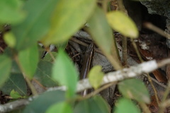 Plestiodon tetragrammus brevilineatus
