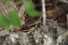 Plestiodon tetragrammus brevilineatus