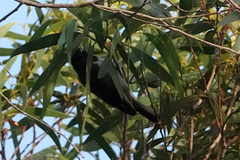 Melithreptus affinis